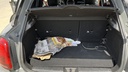 TRUNK
